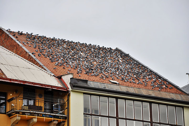 A2B Pest Control are able to install spikes to deter birds from roofs in Dorchester. 