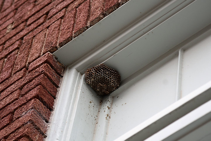 We provide a wasp nest removal service for domestic and commercial properties in Dorchester.